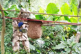 教你怎么收取马蜂窝