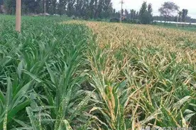 花生大豆田除草剂用于玉米田药害图片