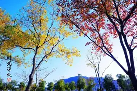 满山红叶似彩霞，深秋的溧水处处是醉人的诗画图片