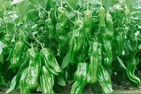 辣椒、茄子、西红柿、黄瓜等落花落果严重？7个方法，增产可达30%图片