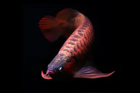 夏季龙鱼常见疾病的预防及处理办法图片