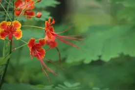 金凤花，花开犹如金凤凰，全年花开不断，种在庭院很合适图片