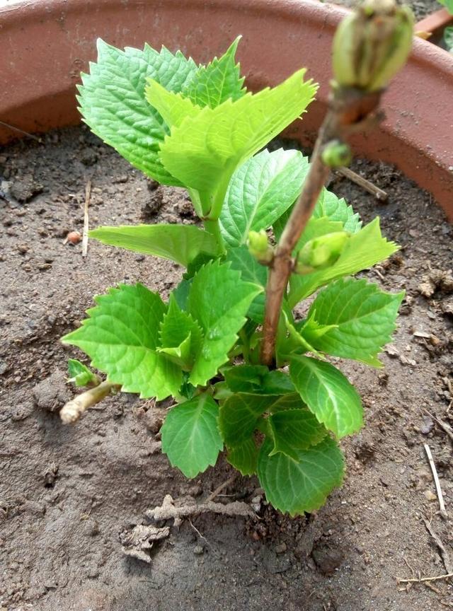 绣球花扦插记住2个原则，半个月就生根，养一盆活一盆