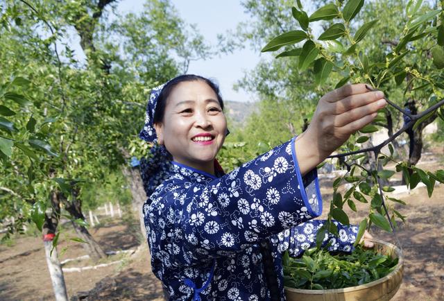 山西临县阳府井枣芽红茶简介
