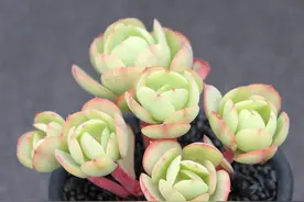 夏季怎么养护多肉碧桃？绕开3个怕，株型肥美还能晒出红叶边图片