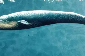 蓝鲸都比不上，《方舟生存进化》的这种生物刚出生比卡车还重图片