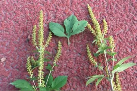 这些植物“长脚了”，爬满屋顶院子，比生物入侵还可怕图片