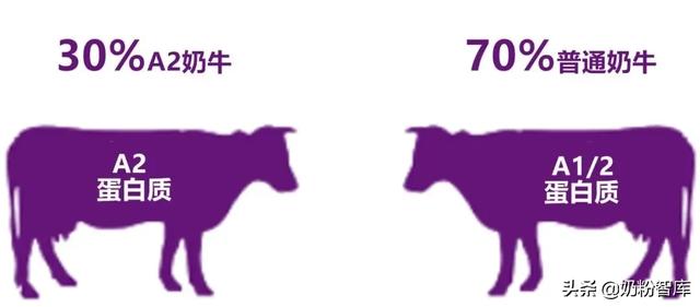 喝奶有助于提高免疫力，肠道问题迫在眉睫，A2蛋白或将突破难题