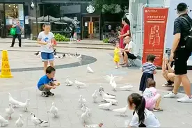 顺义祥云小镇飞来600只鸽子，敢与孩子们嬉戏图片