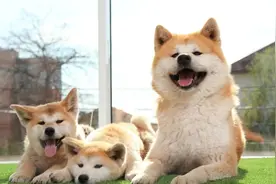 秋田犬的优点和缺点：不全是“忠犬八公”，作为大狗也难养图片