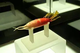 河南村民挖野菜挖到2颗“蔬菜”，博物馆800元收走，今是镇馆之宝图片