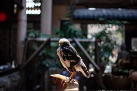 广东十大最美古村落图片