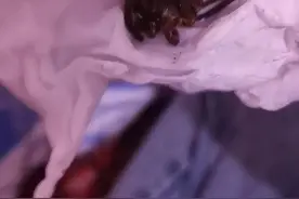 你怕大蜘蛛么？图片