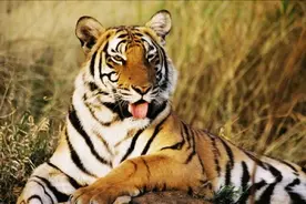 送去非洲野化的华南虎，现在怎么样了？为何至今都没能归国图片