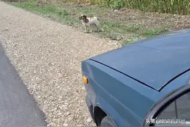 被主人丢在野外的狗狗，为求收留抱紧好心人的大腿，狗：别丢下我图片