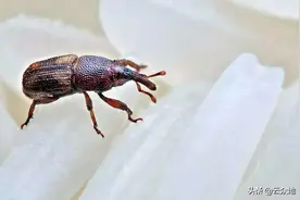 大米生虫后要不要晒，能吃吗？大米如何贮藏放得久？防虫有方法图片