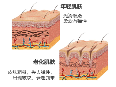 鐜诲翱閰革紝閫忔槑璐ㄩ吀锛岀幓鐠冮吀