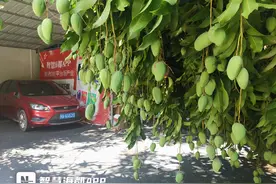 芒荔俏枝头，果香满榕城！福州迎来果树大年图片