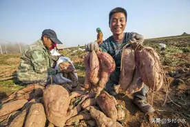 地下害虫远离农田！老农使出6招，红薯个大、没虫眼图片