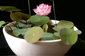 「碗莲」新手该如何种植碗莲图片