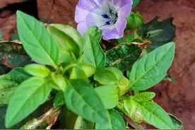 从意气风发到抑郁难眠，七千字讲述我考编五年的辛酸！图片