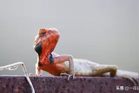 锈蚀的栏杆上，一只变色树蜥图片