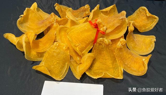 赤鱼胶图片大全 2026年赤鱼胶的营养价值及功效