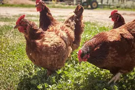 养鸡技术｜鸡群人工强制换羽意义及原理图片