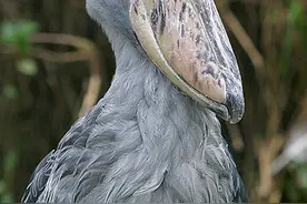 不应该存在的十大物种图片