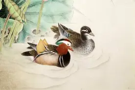 野生鸳鸯来汉中“约会”！这个春天请多关照！图片