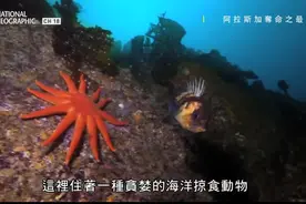 可爱的海星，它们觅食的瞬间图片