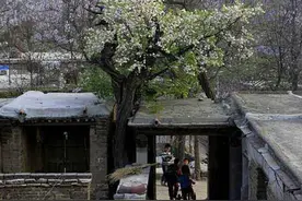 老家邻居20年前种的树，一套房都不换，每年卖树籽树苗年入六七万图片