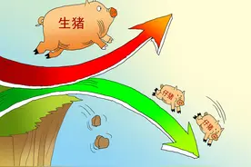 猪价看点：猪市进入“恶性循环”，附：6-9月猪价预测图片