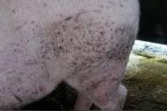 猪老生病？怎么尽快找到病猪？早发现早治疗！记住这些方法！图片