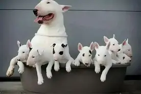 为什么狗会近亲繁殖？难道狗成年后，认不出自己的母亲了？图片