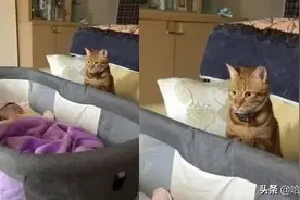 主人去上厕所，让猫咪帮忙看孩子，不料猫咪真的去守着小主人图片