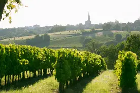 一文解析波尔多常见的 35 个子产区，堪称教科书图片