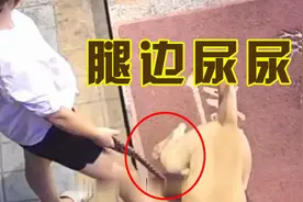 狗狗喜欢在主人的脚边尿尿，它是欠揍吗？视频封面