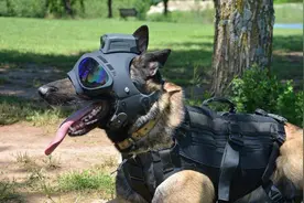 当军犬戴上AR眼镜，自己也能单独作战顺利吃鸡了？图片