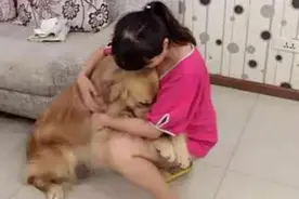 金毛知道小主人生病了，担心到流泪，还做出暖心的举动！视频封面