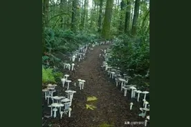 盘点森林里那些奇幻蘑菇，80后见过，90后听过，00后：这是个啥？图片