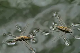 长得像蚊子，经常会在水面“溜冰”，被称卖香油的，它是什么虫？图片