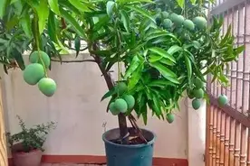 芒果核也能种盆栽？你没听错，只需这样做就能长成漂亮盆景图片