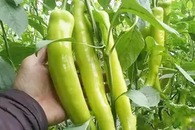 种植辣椒“巧管理”，学会老赵这几招，种植辣椒想不高产都难！视频封面