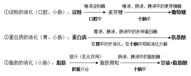 【初中生物】七年级下册初中生物知识点总结