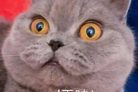 国际玩笑说：猫咪走丢了，能用剪刀大法找回猫咪图片