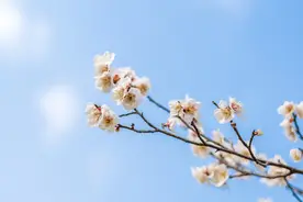 与你情深，奈何缘浅图片