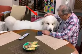 2只小狗十几个月后大变样，还经常对老人撒娇：沉重的负担呀图片