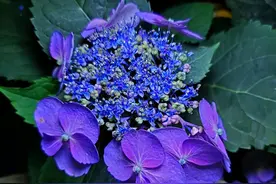 绣球花盆栽淋大雨以后，枝条倒伏花苞枯萎，可以花后剪了吗？图片