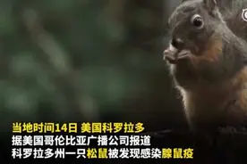 美国科罗拉多州一松鼠感染鼠疫，系当地今年首例图片